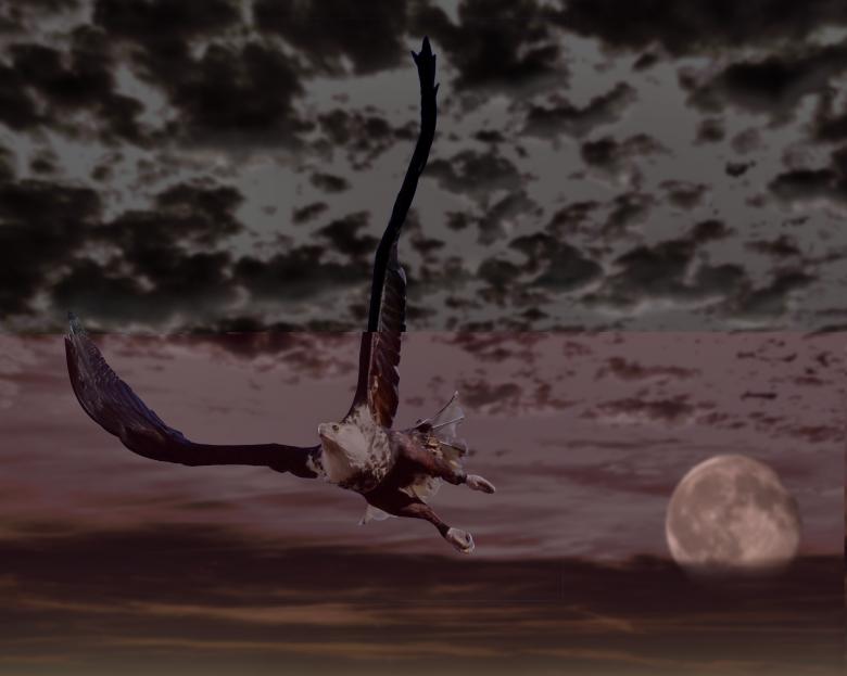 Free stock image of Flying Adler created by Pixabay