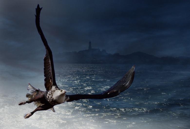 Free stock image of Flying Adler created by Pixabay