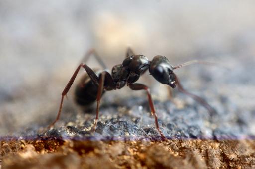 Black Ant - Free Stock Photo