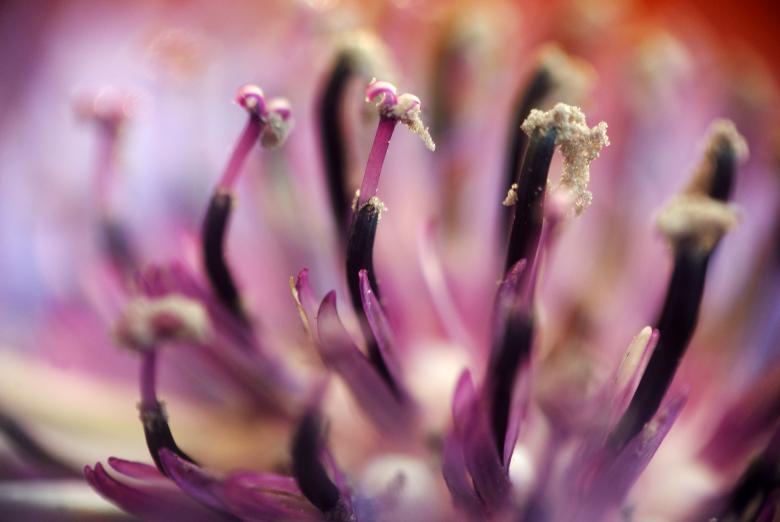Free stock image of Fresh Flower created by Pixabay