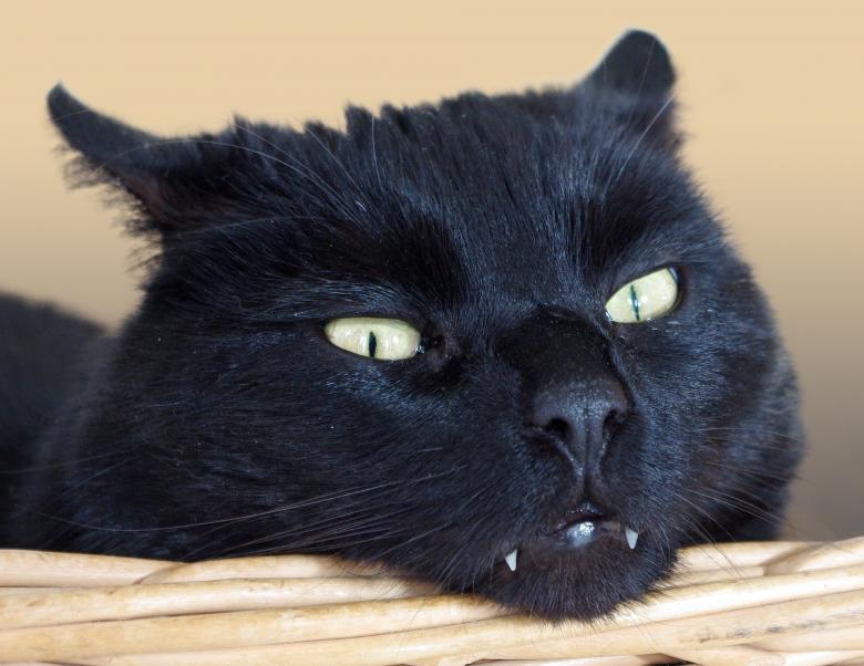 Free stock image of Wild Cat created by Pixabay