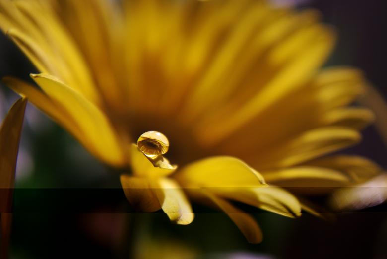 Free stock image of Fresh Flower created by Pixabay