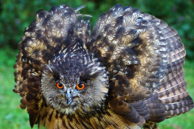 Free stock image of Eagle Owl created by Pixabay