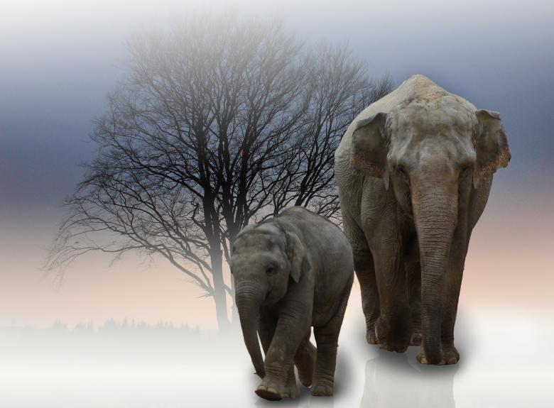 Free stock image of Wild Elephants created by Pixabay