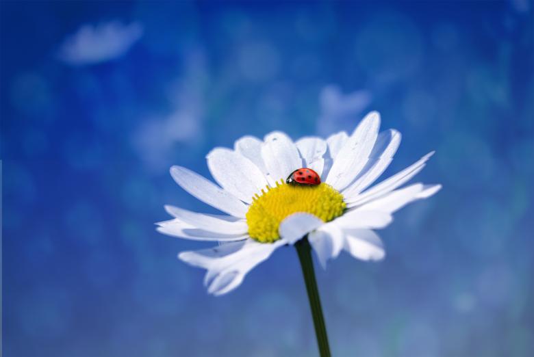 Free stock image of Ladybug in the Garden created by Pixabay
