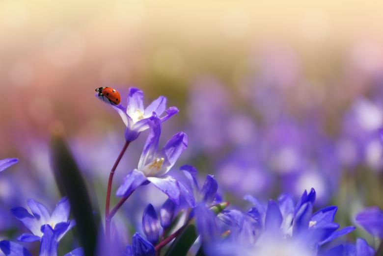 Free stock image of Ladybug in the Garden created by Pixabay