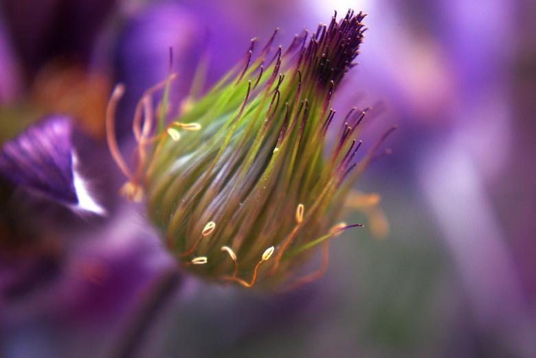 Free stock image of Flowers in the Garden created by Pixabay