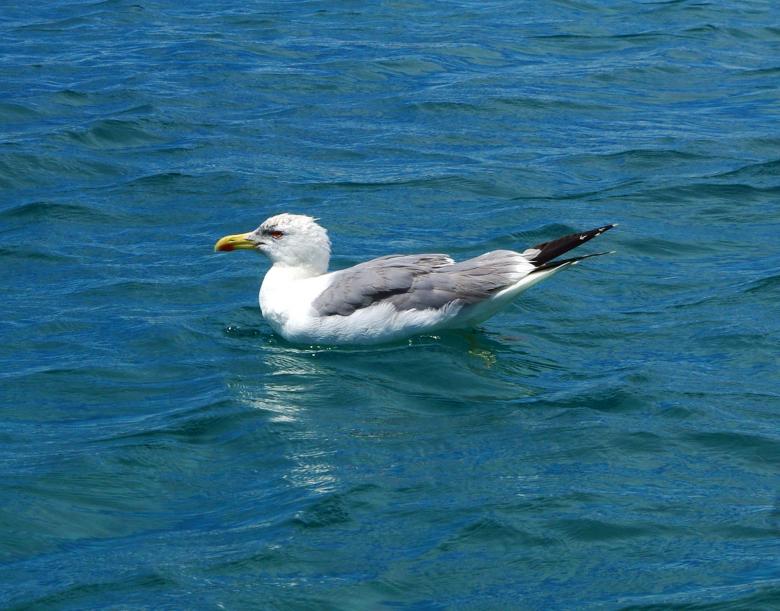 Free stock image of Seagull Swimming created by Pixabay