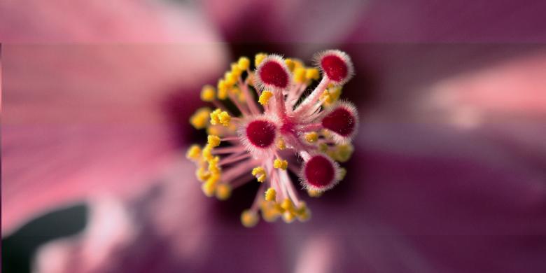 Free stock image of Hibiscus created by Pixabay