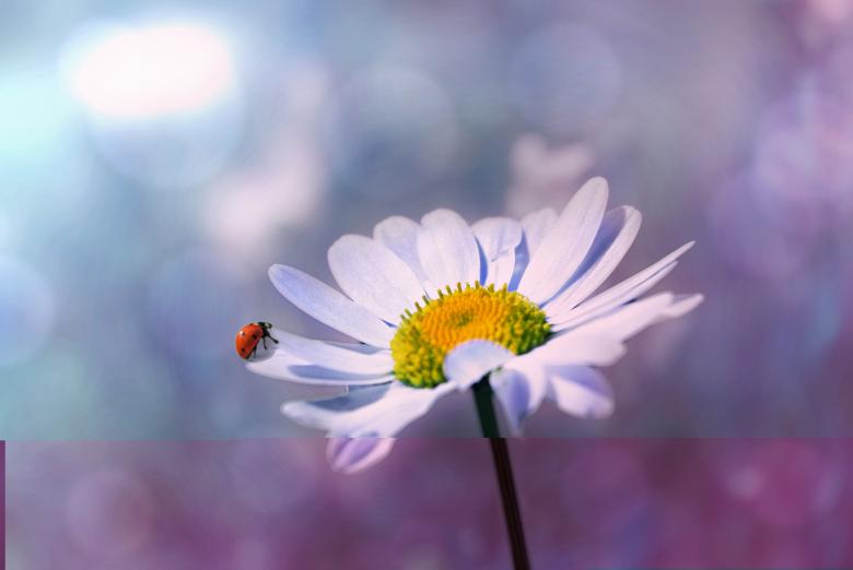 Free stock image of Ladybug in the Garden created by Pixabay