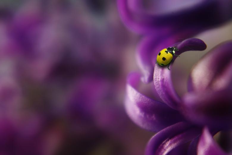 Free stock image of Ladybug in the Garden created by Pixabay