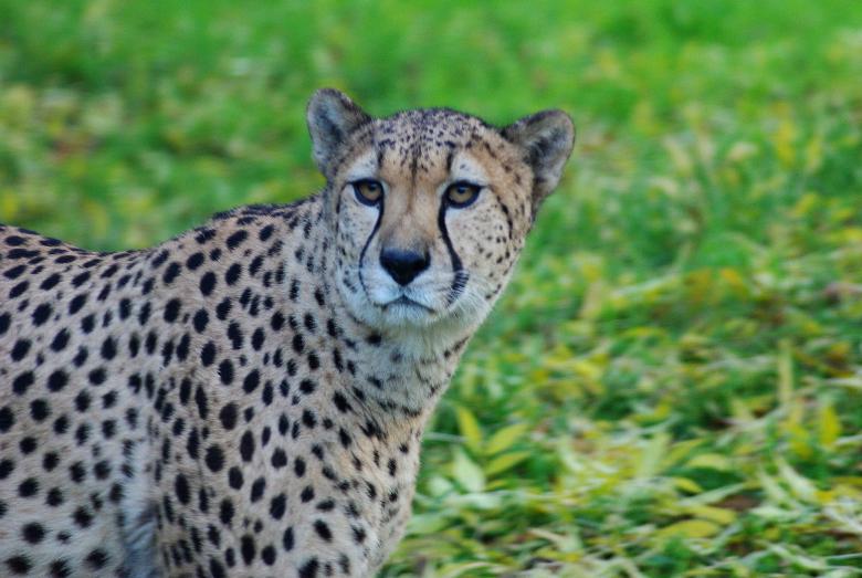 Free stock image of Wild Leopard created by Pixabay