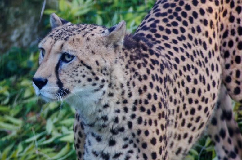 Free stock image of Wild Leopard created by Pixabay