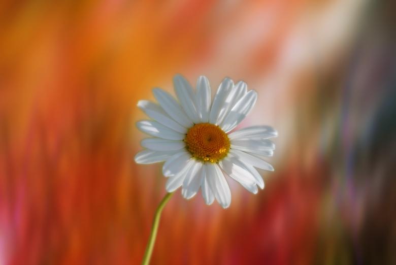 Free stock image of Marguerite in the Garden created by Pixabay