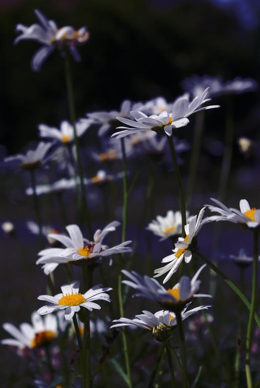 Free stock image of Marguerite in the Garden created by Pixabay