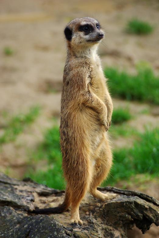 Free stock image of Wild Meerkat created by Pixabay