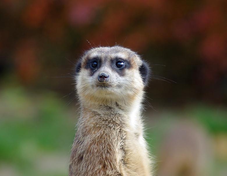 Free stock image of Wild Meerkat created by Pixabay
