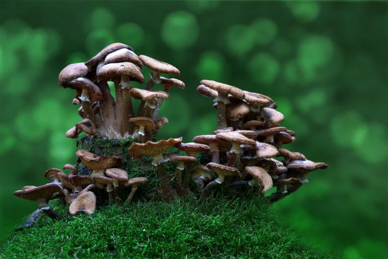 Free stock image of Wild Mushrooms created by Pixabay