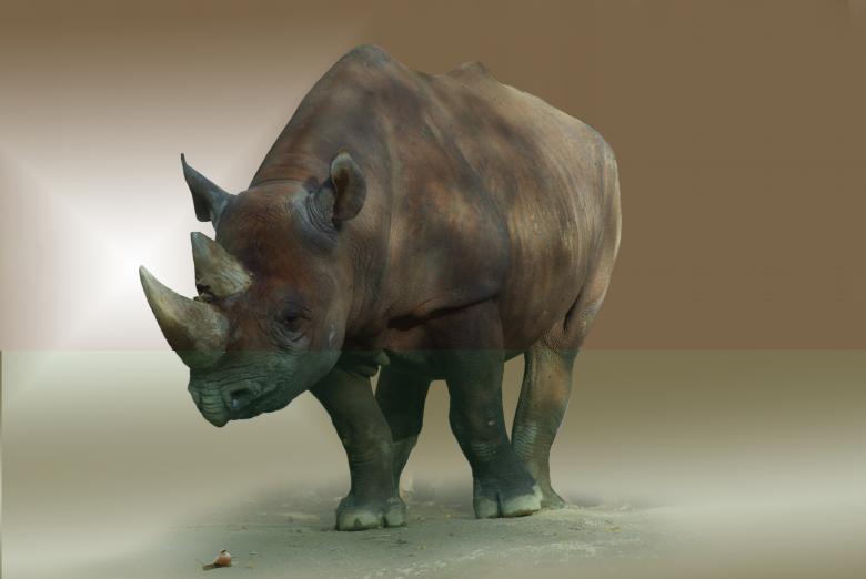 Free stock image of Wild Rhino created by Pixabay