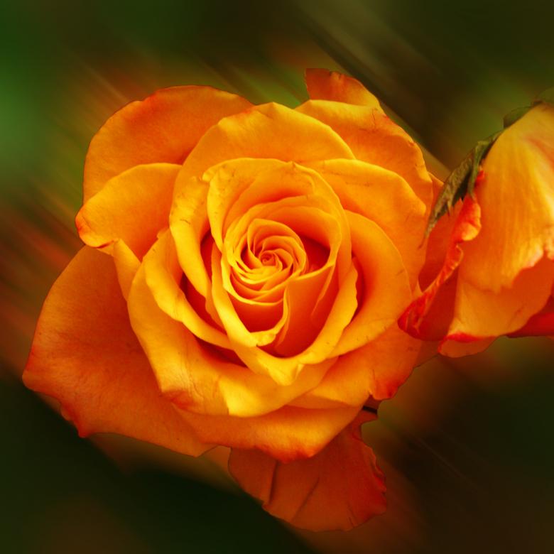 Free stock image of Fresh Rose created by Pixabay