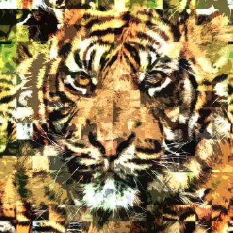 Free Stock Photo of Tiger Texture