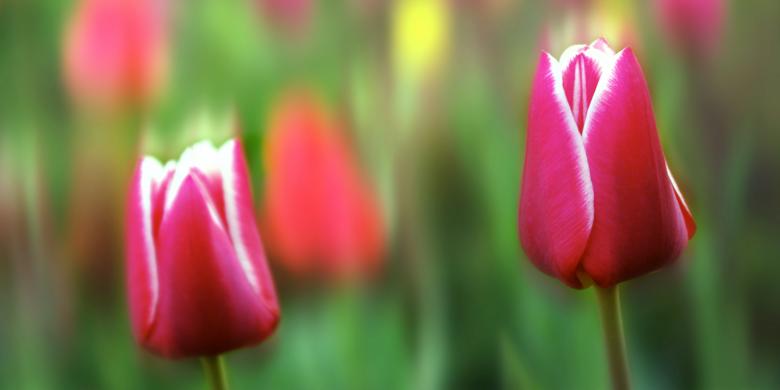 Free stock image of Fresh Tulips created by Pixabay