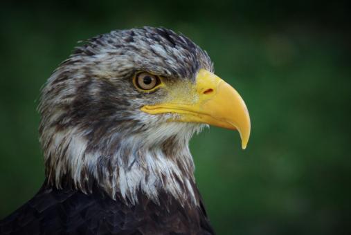 Wild Adler - Free Stock Photo