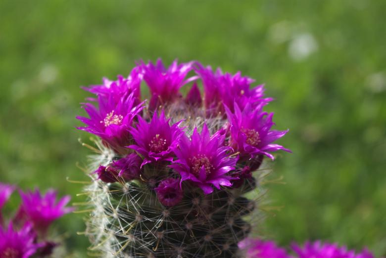 Free stock image of Cactus Flower created by Pixabay