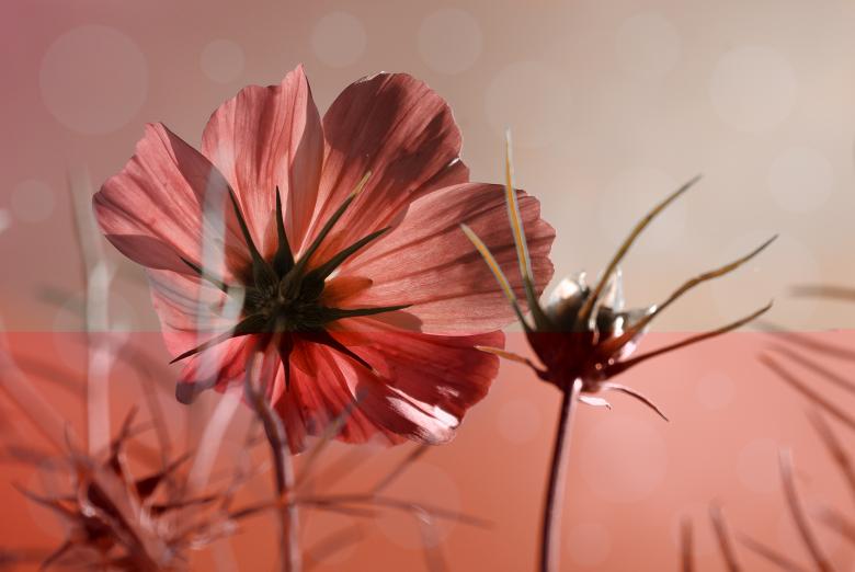 Free stock image of Cosmea created by Pixabay