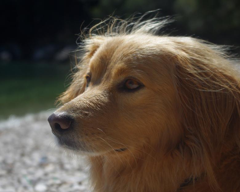 Free stock image of Brown Dog created by Pixabay