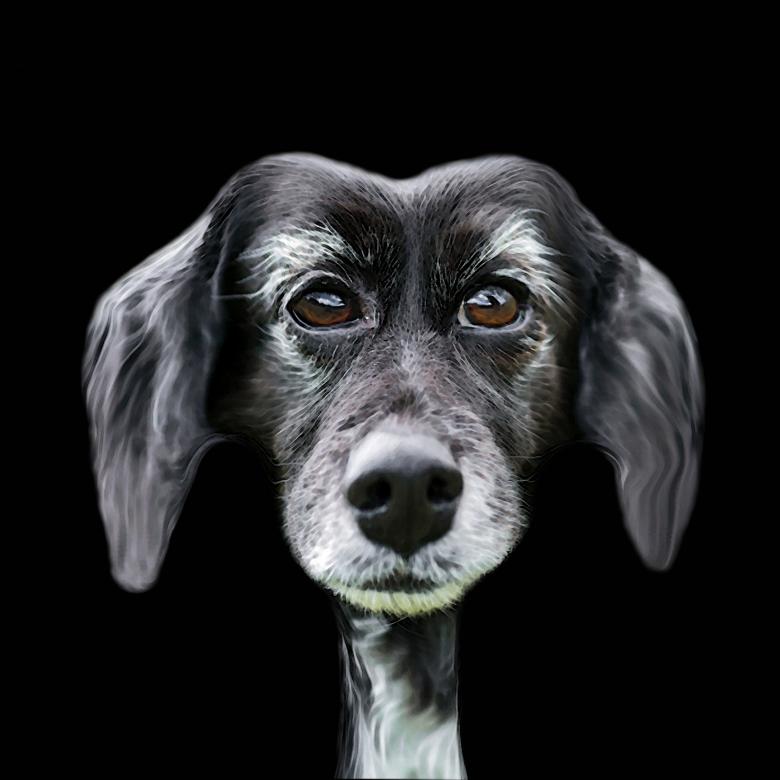 Free stock image of Black Dog created by Pixabay