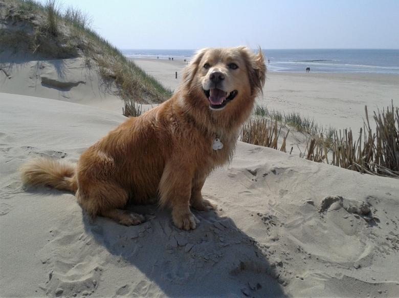 Free stock image of Dog on the Beach created by Pixabay