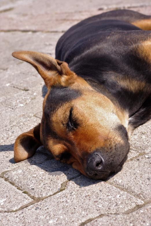 Free stock image of Sleeping Dog created by Pixabay