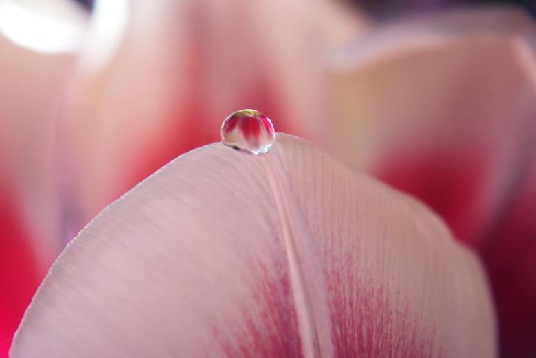 Free stock image of Drop of Water created by Pixabay