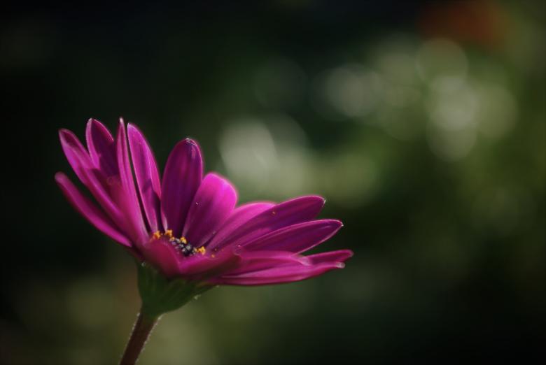 Free stock image of Fresh Flowers created by Pixabay