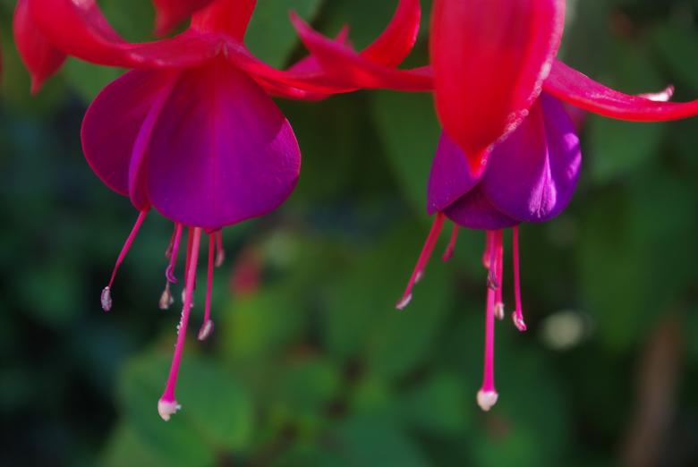 Free stock image of Fuchsia in the Garden created by Pixabay