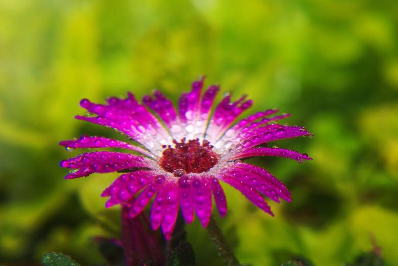 Free stock image of Fresh Marguerite created by Pixabay