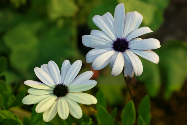Free stock image of White Marguerite created by Pixabay