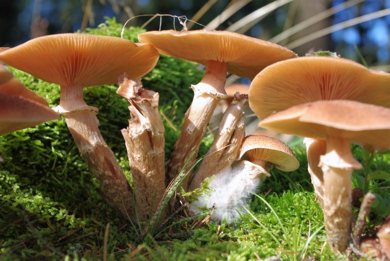 Free stock image of Wild Mushrooms created by Pixabay