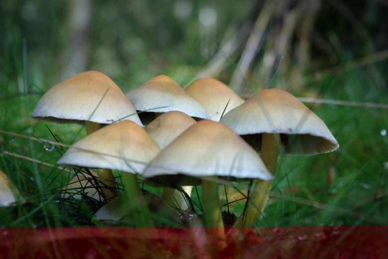 Free stock image of Wild Mushrooms created by Pixabay