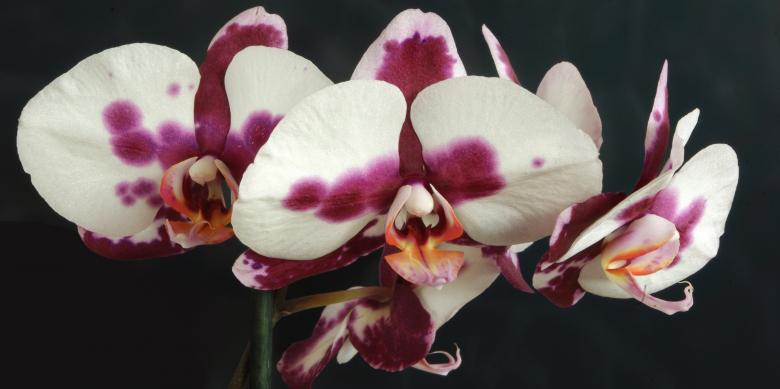 Free stock image of Wild Orchid created by Pixabay