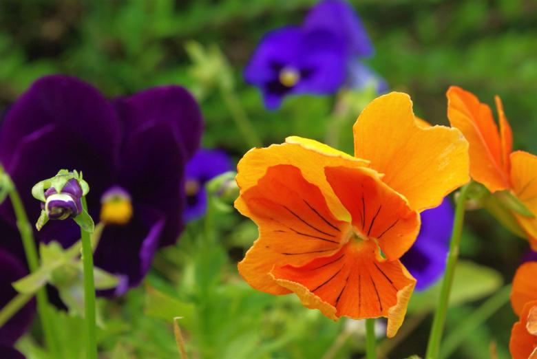 Free stock image of Fresh Pansy created by Pixabay