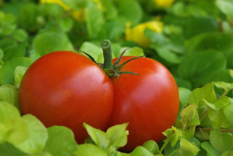 Free stock image of Fresh Tomatoes created by Pixabay