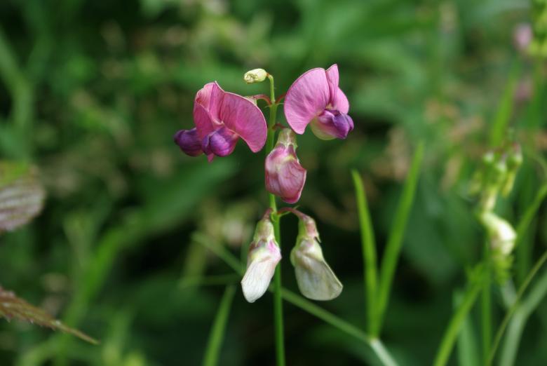 Free stock image of Wild Orchid created by Pixabay