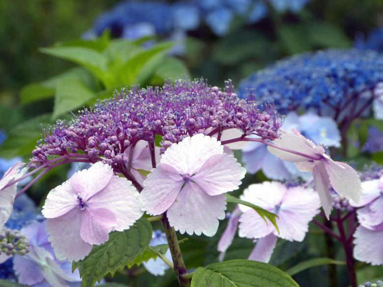 Free stock image of Fresh Hydrangeas created by Pixabay