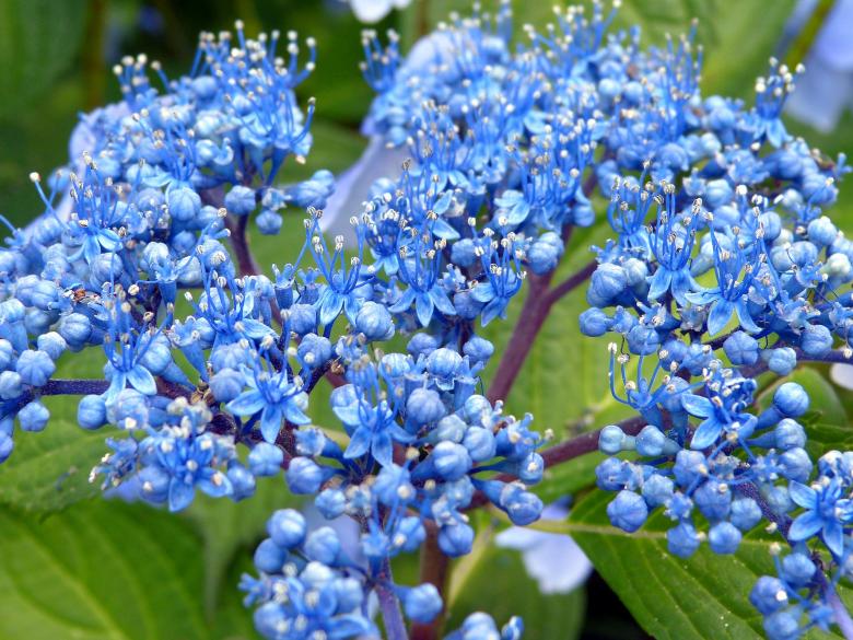 Free stock image of Fresh Hydrangeas created by Pixabay