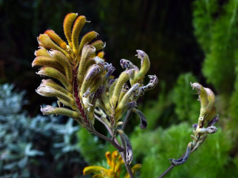 Free stock image of Anigozanthos created by Pixabay