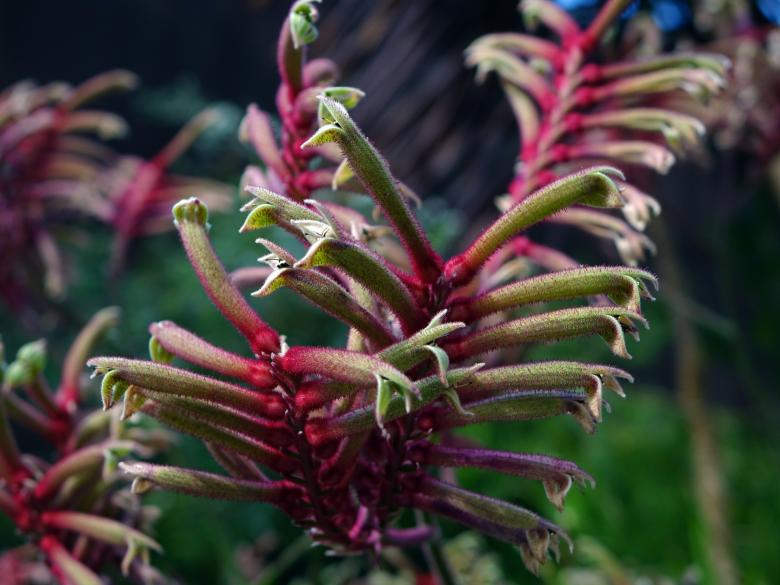 Free stock image of Anigozanthos created by Pixabay