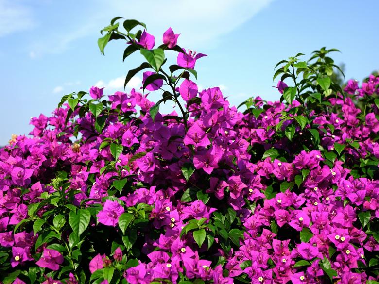 Free stock image of Bougainvillea Glabra created by Pixabay