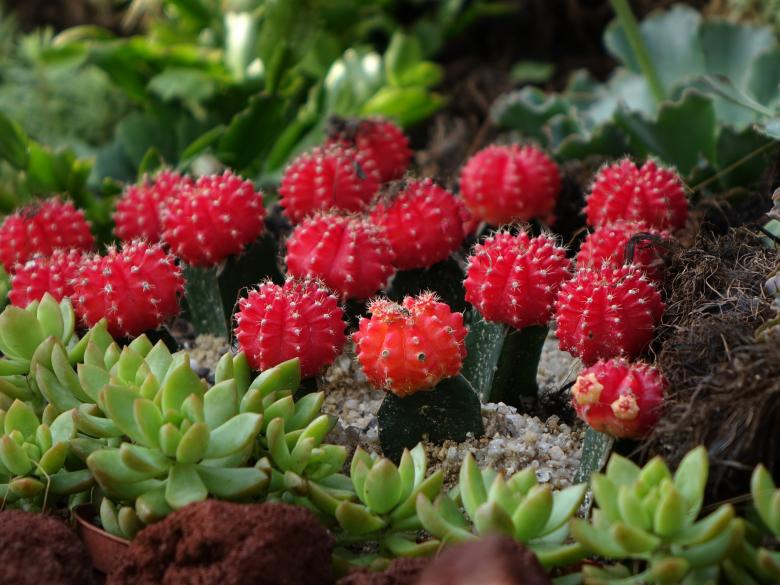 Free stock image of Bunch of Cactuses created by Pixabay